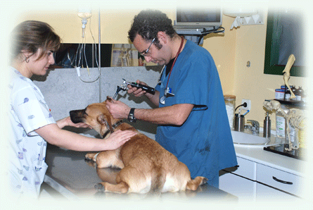 30281_16779_paseo1_consul.gif 30281_16779_paseo1_consul.gif