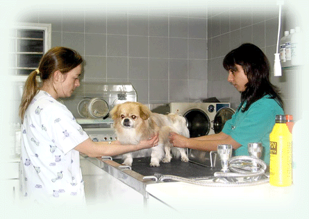 30281_16828_paseo1_prequi2.gif 30281_16828_paseo1_prequi2.gif