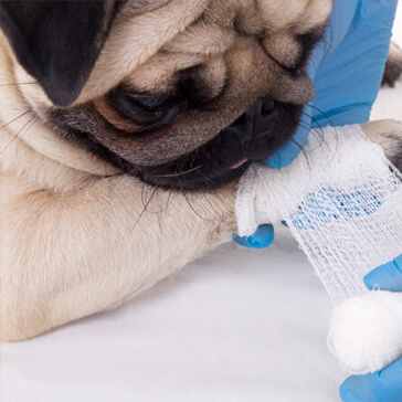 canis-mallorca-hospital-biblioteca