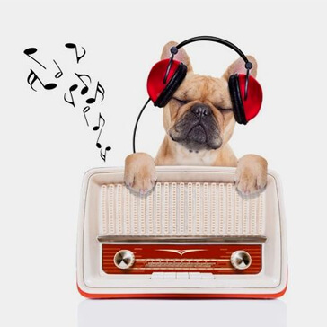 radio-canis-mallorca-veterinario